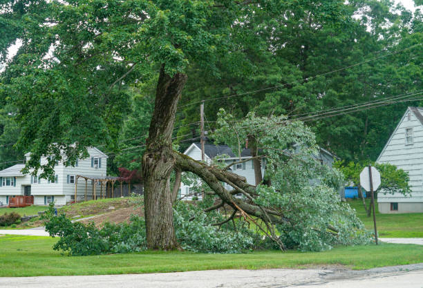 Best Hazardous Tree Removal  in Little Falls, NY